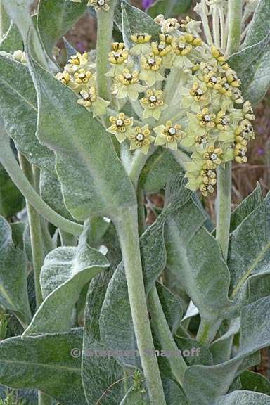 asclepias vestita 3 graphic